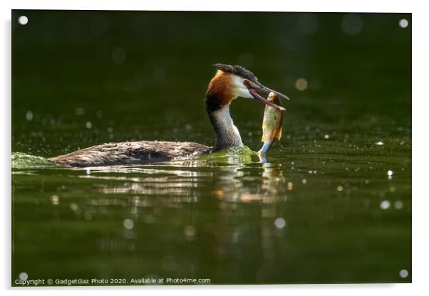 Great crested grebe with her fish. Acrylic by GadgetGaz Photo