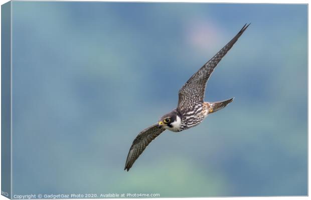 Hobby in flight Canvas Print by GadgetGaz Photo