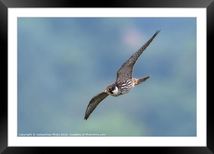Hobby in flight Framed Mounted Print by GadgetGaz Photo