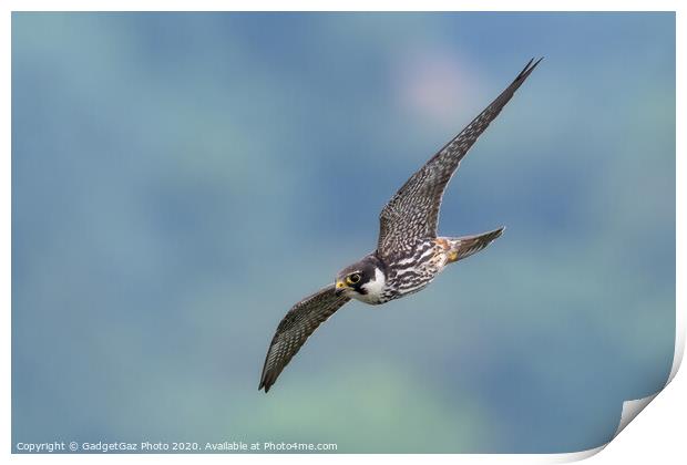 Hobby in flight Print by GadgetGaz Photo