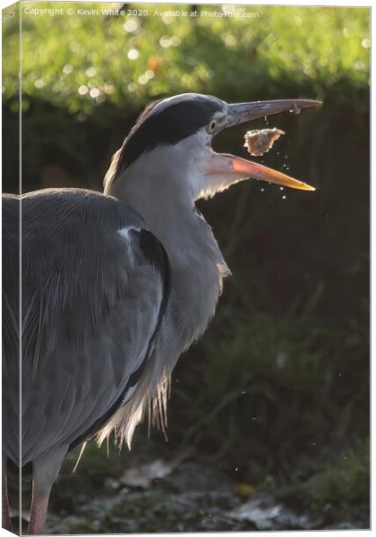 Heron playing with food Canvas Print by Kevin White