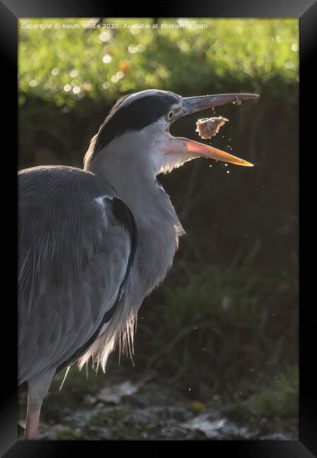 Heron playing with food Framed Print by Kevin White