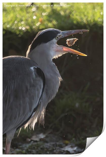 Heron playing with food Print by Kevin White
