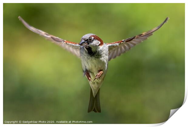 House sparrow hunting, wings spread. Print by GadgetGaz Photo
