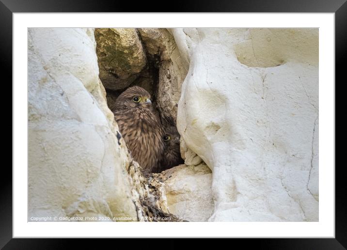 Juvenile Kestrels in the cliffs Framed Mounted Print by GadgetGaz Photo