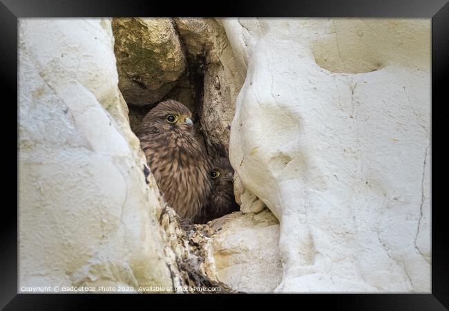 Juvenile Kestrels in the cliffs Framed Print by GadgetGaz Photo