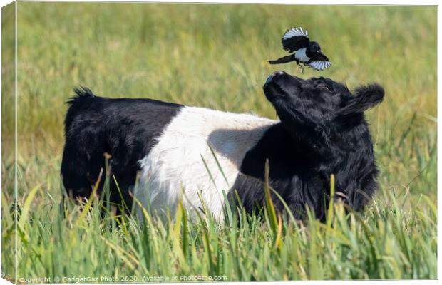 Magpie & Belted Galloway Cow Canvas Print by GadgetGaz Photo