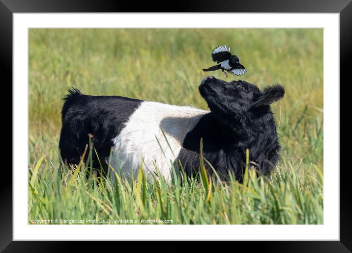 Magpie & Belted Galloway Cow Framed Mounted Print by GadgetGaz Photo