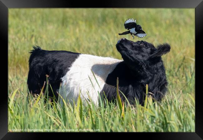 Magpie & Belted Galloway Cow Framed Print by GadgetGaz Photo
