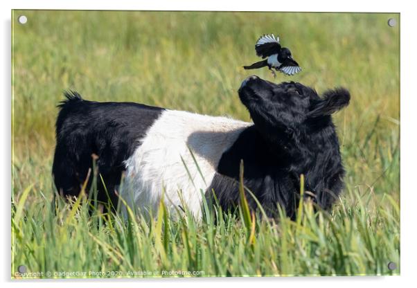 Magpie & Belted Galloway Cow Acrylic by GadgetGaz Photo