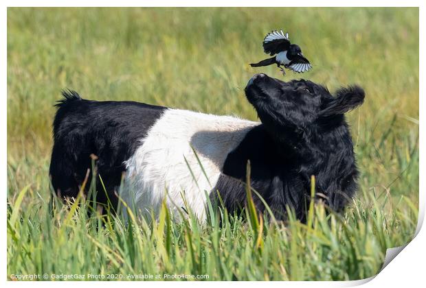Magpie & Belted Galloway Cow Print by GadgetGaz Photo