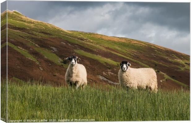 Swaledales and Kisdon Hill Canvas Print by Richard Laidler