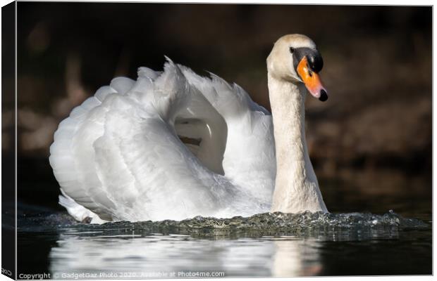 Mute swan on the lake Canvas Print by GadgetGaz Photo