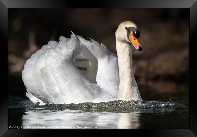 Mute swan on the lake Framed Print by GadgetGaz Photo