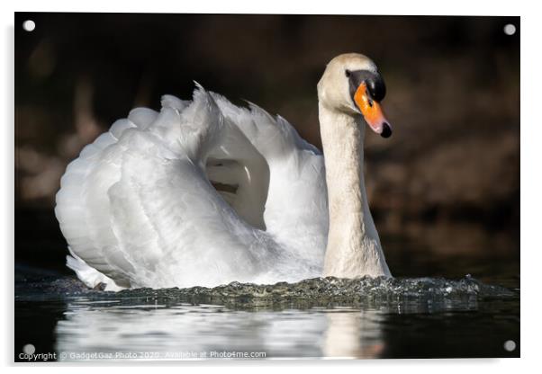 Mute swan on the lake Acrylic by GadgetGaz Photo