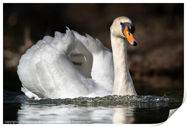 Mute swan on the lake Print by GadgetGaz Photo