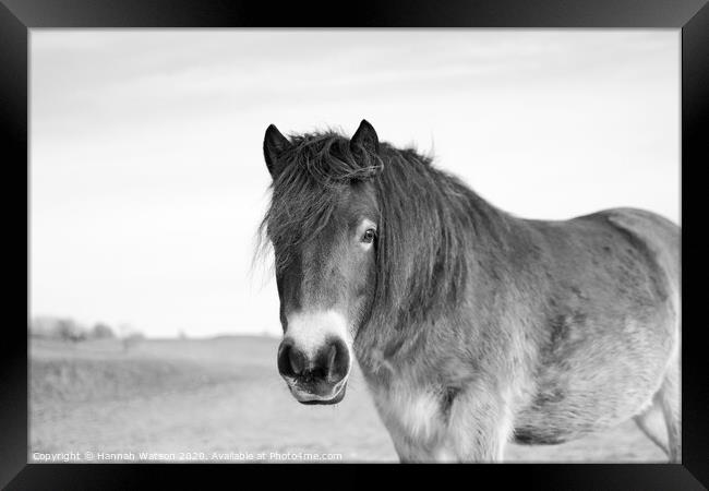 Exmoor Pony 6 Framed Print by Hannah Watson