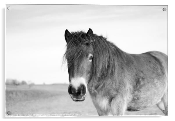 Exmoor Pony 6 Acrylic by Hannah Watson