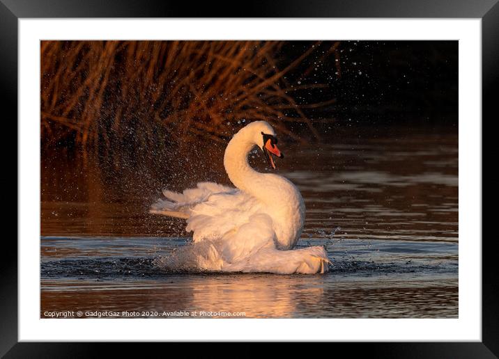 A mute Swan bathing at sunrise. Framed Mounted Print by GadgetGaz Photo