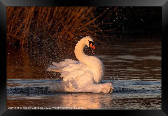 A mute Swan bathing at sunrise. Framed Print by GadgetGaz Photo