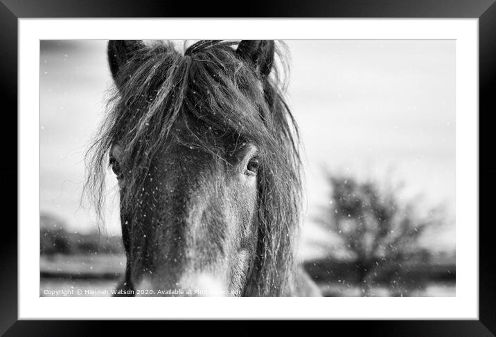 Exmoor Pony 7 Framed Mounted Print by Hannah Watson