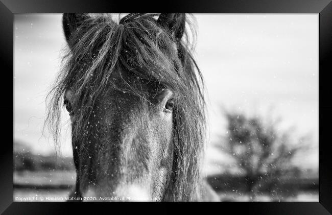 Exmoor Pony 7 Framed Print by Hannah Watson