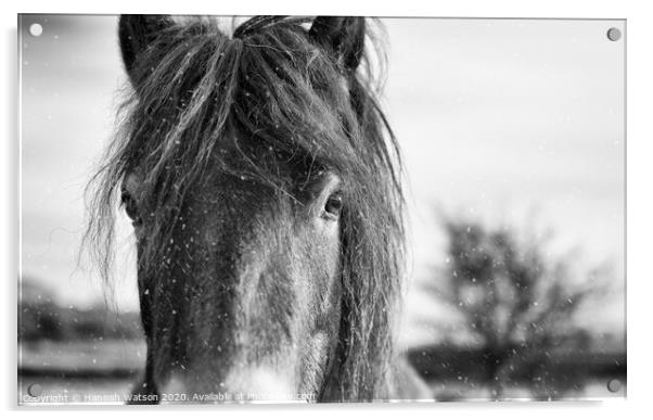 Exmoor Pony 7 Acrylic by Hannah Watson