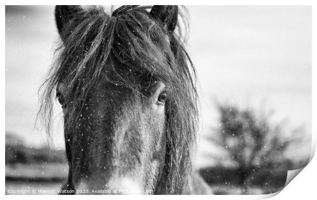 Exmoor Pony 7 Print by Hannah Watson