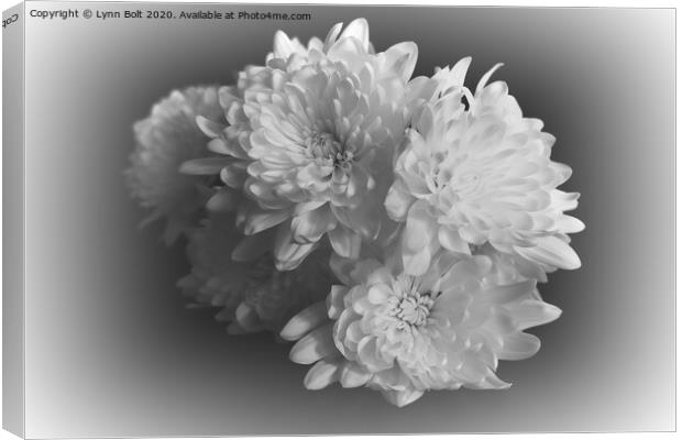 White Chrysanthemums Canvas Print by Lynn Bolt