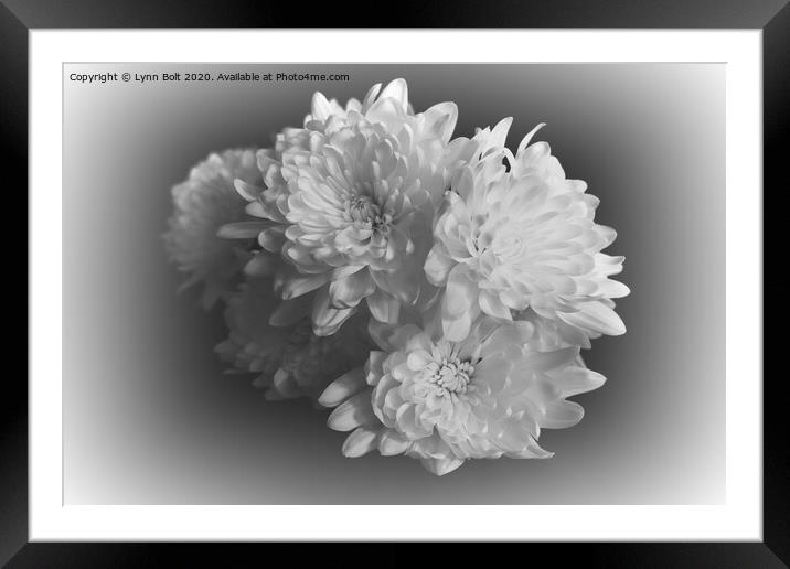 White Chrysanthemums Framed Mounted Print by Lynn Bolt