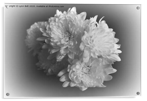 White Chrysanthemums Acrylic by Lynn Bolt