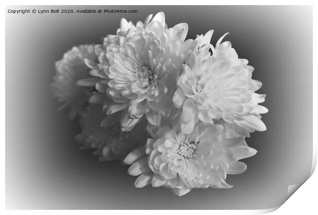 White Chrysanthemums Print by Lynn Bolt