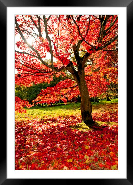 Autumn Acer Tree Westonbirt Arboretum Cotswolds Framed Mounted Print by Andy Evans Photos