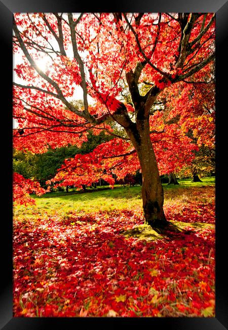 Autumn Acer Tree Westonbirt Arboretum Cotswolds Framed Print by Andy Evans Photos