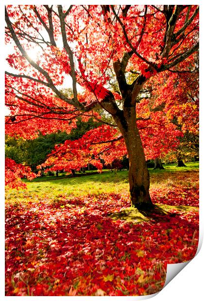 Autumn Acer Tree Westonbirt Arboretum Cotswolds Print by Andy Evans Photos