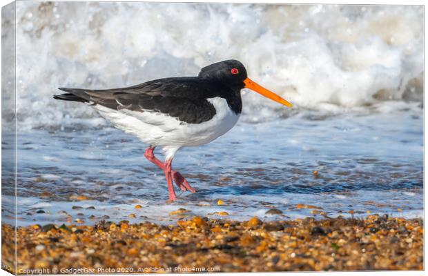 An Oystercatcher on the surf. Canvas Print by GadgetGaz Photo