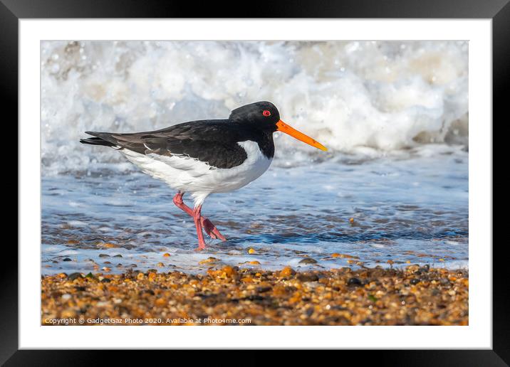 An Oystercatcher on the surf. Framed Mounted Print by GadgetGaz Photo