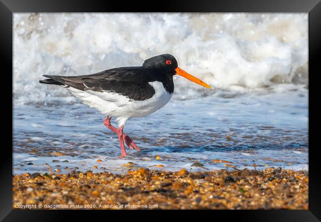 An Oystercatcher on the surf. Framed Print by GadgetGaz Photo