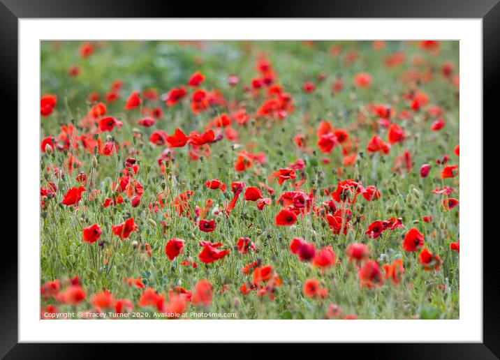 Beautiful Poppies Framed Mounted Print by Tracey Turner
