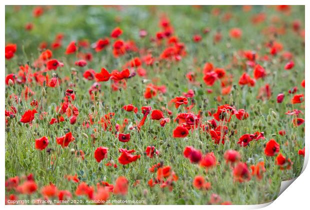Beautiful Poppies Print by Tracey Turner