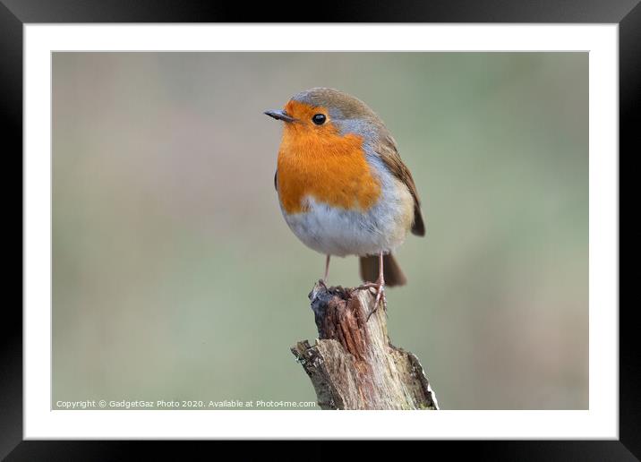 Beautiful Robin redbreast Framed Mounted Print by GadgetGaz Photo