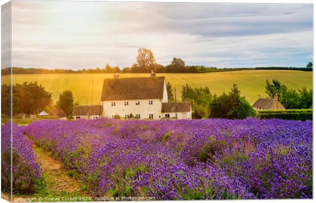 Cotswold Lavender at Snowshill Canvas Print by Tracey Turner