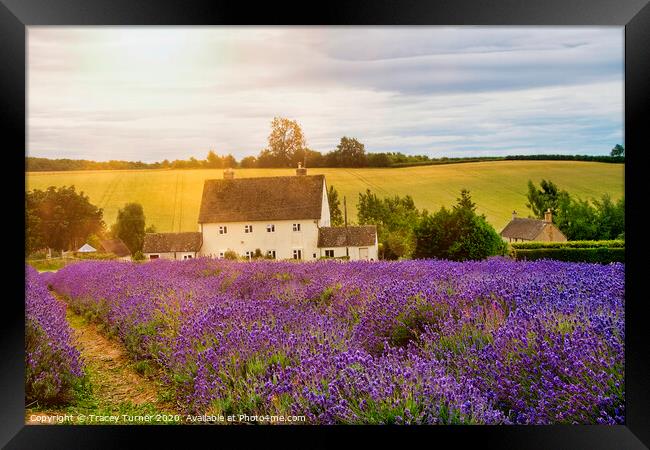 Cotswold Lavender at Snowshill Framed Print by Tracey Turner
