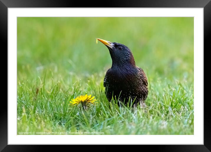 A starling eating a dandelion. Framed Mounted Print by GadgetGaz Photo