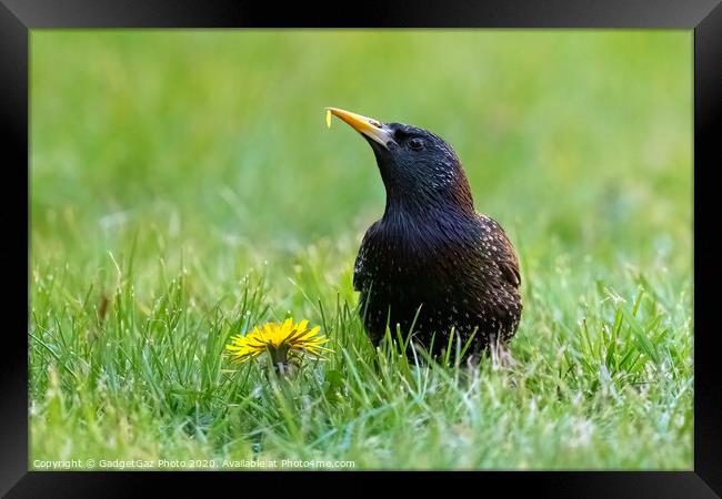 A starling eating a dandelion. Framed Print by GadgetGaz Photo