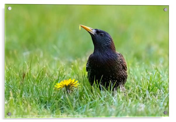 A starling eating a dandelion. Acrylic by GadgetGaz Photo