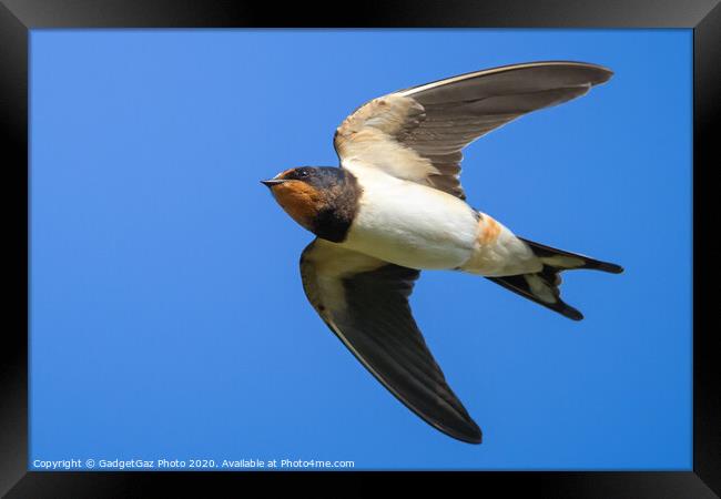 Swallow in flight Framed Print by GadgetGaz Photo