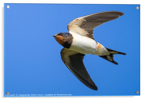 Swallow in flight Acrylic by GadgetGaz Photo