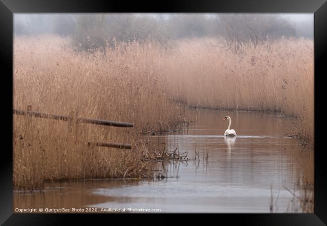 Swan at the marshes Framed Print by GadgetGaz Photo