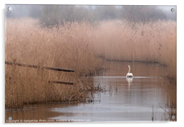 Swan at the marshes Acrylic by GadgetGaz Photo